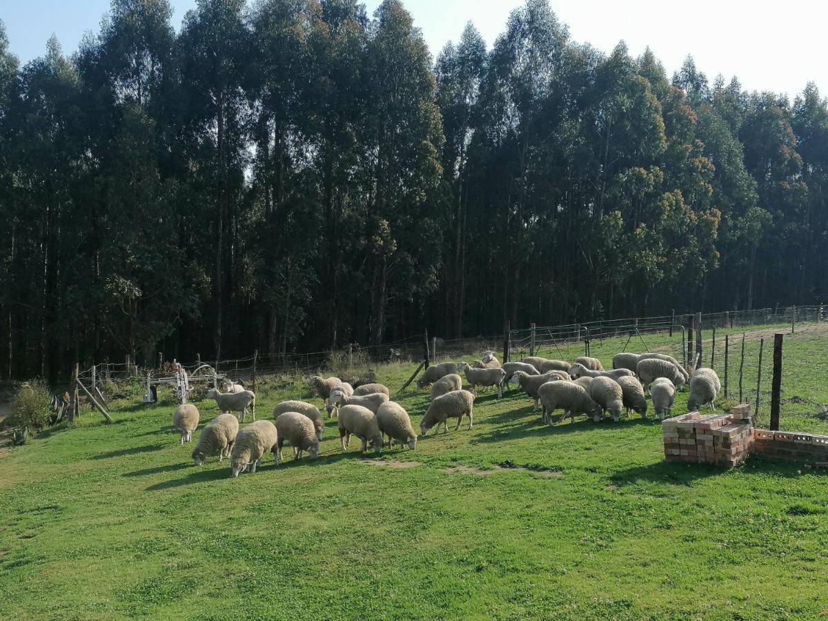 Rocks & Roses Farm Stay Lochiel Экстерьер фото